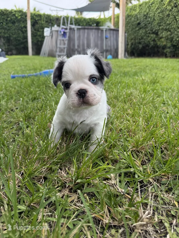Mrs. Piggy  – French Bulldog puppy for sale in Jupiter, FL