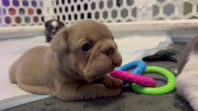 Biscuit, a female French Bulldog for sale in Jupiter, FL – 8 of 10