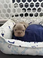 Biscuit, a female French Bulldog for sale in Jupiter, FL – 7 of 10