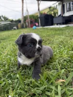 Diamond (Deedee), a female French Bulldog for sale in Jupiter, FL – 2 of 10
