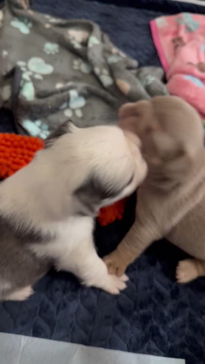 Biscuit, a female French Bulldog for sale in Jupiter, FL – 10 of 10