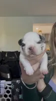 Mrs. Piggy , a female French Bulldog for sale in Jupiter, FL – 5 of 10