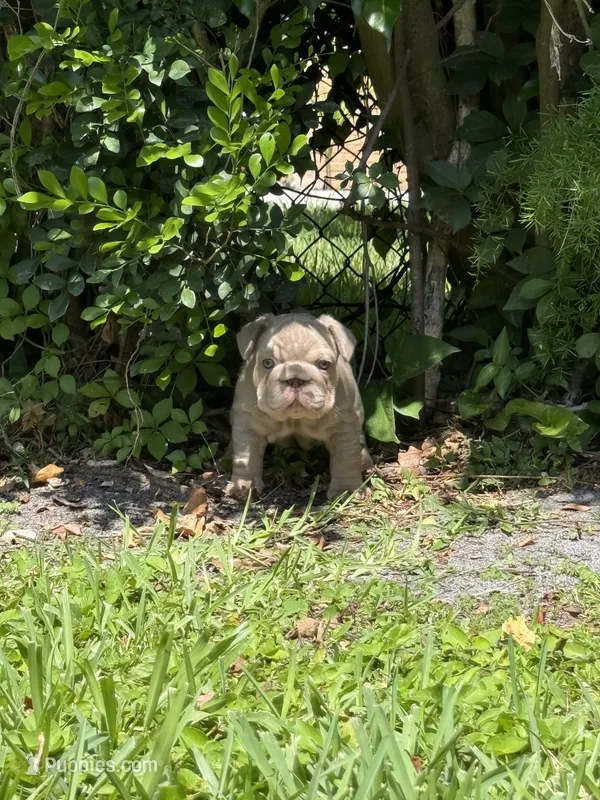 Biscuit – French Bulldog puppy for sale in Jupiter, FL