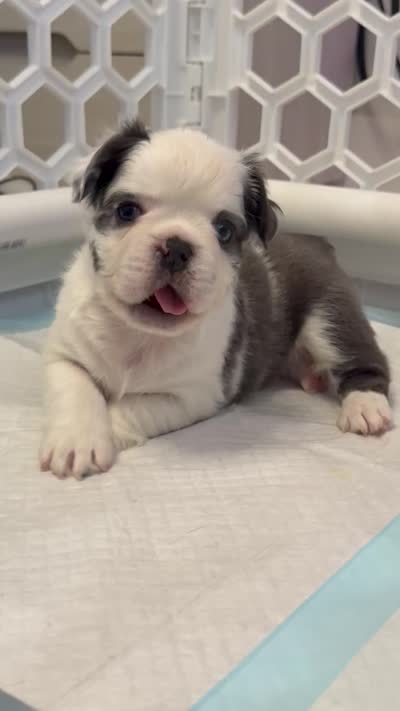Mrs. Piggy , a female French Bulldog for sale in Jupiter, FL – 9 of 10