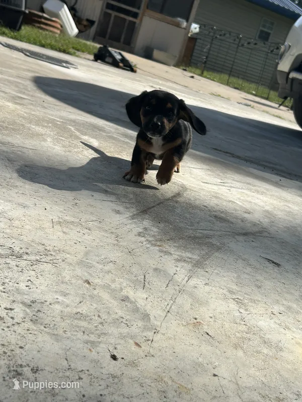 Princess – Basset Hound, Dachshund puppy for sale in Blackwater, MO