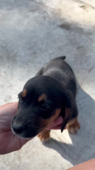 Princess, a female Basset Hound and Dachshund for sale in Blackwater, MO – 5 of 5