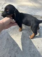 Princess, a female Basset Hound and Dachshund for sale in Blackwater, MO – 4 of 5