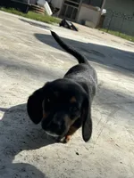 Princess, a female Basset Hound and Dachshund for sale in Blackwater, MO – 2 of 5