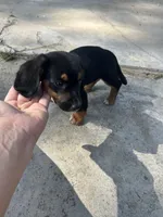 Princess, a female Basset Hound and Dachshund for sale in Blackwater, MO – 3 of 5
