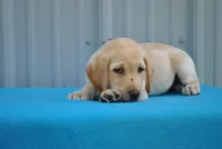 Spot, a male Labrador Retriever for sale in Elroy, WI – 3 of 6