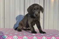 Aspen, a female Labrador Retriever for sale in Elroy, WI – Photo 3 of 6