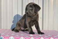 Aspen, a female Labrador Retriever for sale in Elroy, WI – Photo 2 of 6