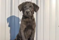 Aspen, a female Labrador Retriever for sale in Elroy, WI – Photo 1 of 6