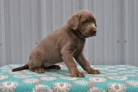 Ginger, a female Labrador Retriever for sale in Elroy, WI – 3 of 6