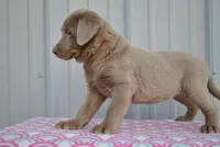 Ivy, a female Labrador Retriever for sale in Elroy, WI – 2 of 6
