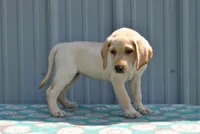 Skylar, a female Labrador Retriever for sale in Elroy, WI – 2 of 6