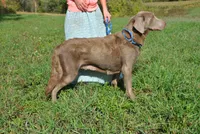 Mocha, a female Labrador Retriever for sale in Elroy, WI – Photo 4 of 5