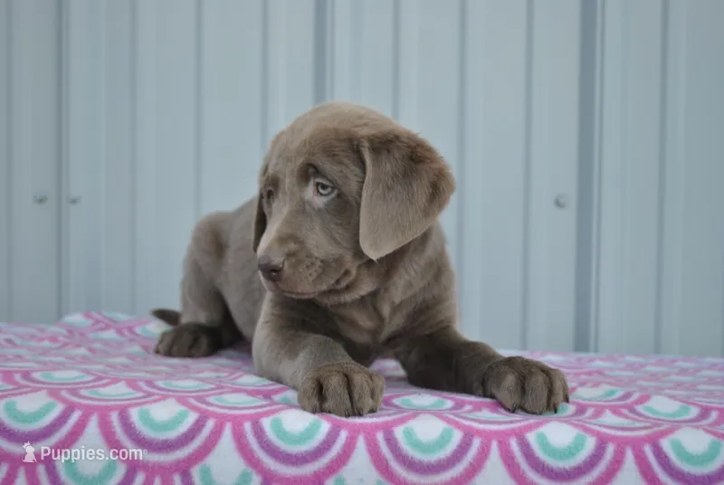 Mocha – Labrador Retriever puppy for sale in Elroy, WI