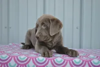 Mocha, a female Labrador Retriever for sale in Elroy, WI – Photo 1 of 5