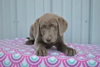 Mocha, a female Labrador Retriever for sale in Elroy, WI – Photo 3 of 5