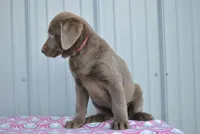 Mocha, a female Labrador Retriever for sale in Elroy, WI – Photo 2 of 5