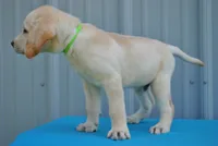 Yeti, a male Labrador Retriever for sale in Elroy, WI – 3 of 6