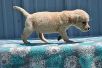 Peanut, a female Labrador Retriever for sale in Elroy, WI – 2 of 6
