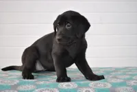 Luna, a female Labrador Retriever for sale in Elroy, WI – Photo 2 of 6