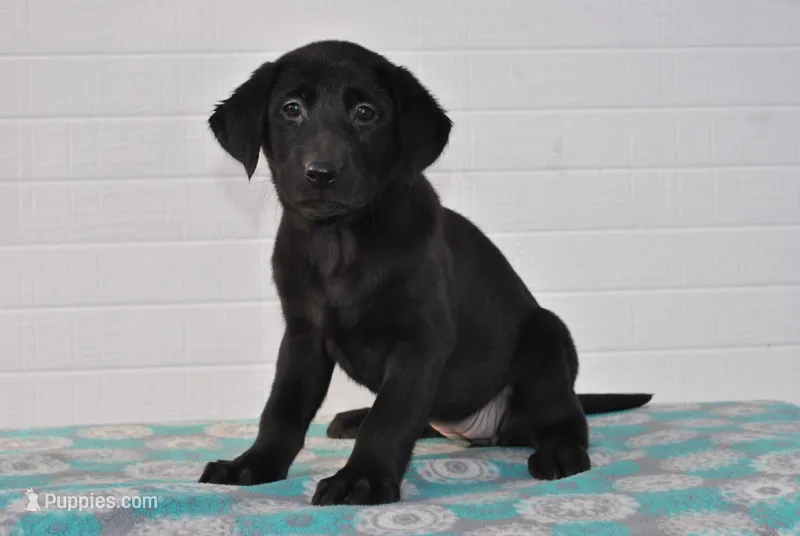 Luna – Labrador Retriever puppy for sale in Elroy, WI