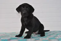 Luna, a female Labrador Retriever for sale in Elroy, WI – Photo 1 of 6