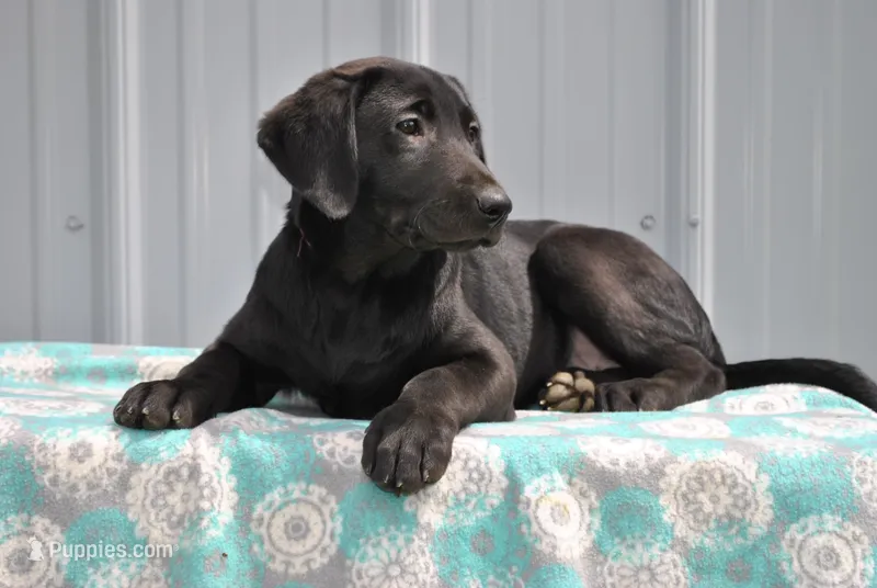 Luna – Labrador Retriever puppy for sale in Elroy, WI