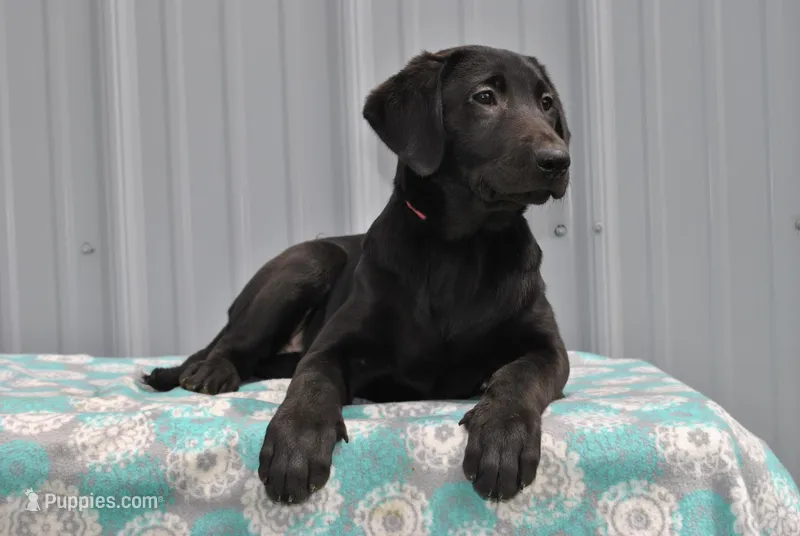 Luna – Labrador Retriever puppy for sale in Elroy, WI