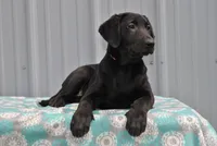 Luna, a female Labrador Retriever for sale in Elroy, WI – 1 of 8