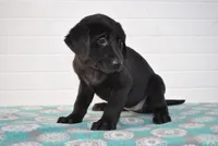 Luna, a female Labrador Retriever for sale in Elroy, WI – Photo 3 of 6