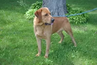 Luna, a female Labrador Retriever for sale in Elroy, WI – Photo 6 of 6