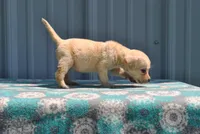 Peanut, a female Labrador Retriever for sale in Elroy, WI – 4 of 6