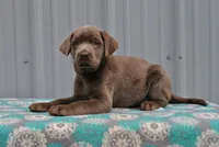 Ginger, a female Labrador Retriever for sale in Elroy, WI – 4 of 6