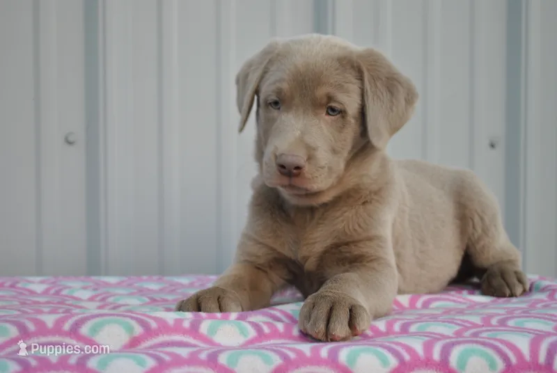 Ivy – Labrador Retriever puppy for sale in Elroy, WI