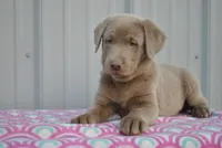 Ivy, a female Labrador Retriever for sale in Elroy, WI – 1 of 6