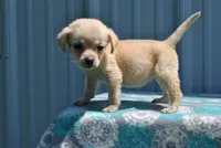 Peanut, a female Labrador Retriever for sale in Elroy, WI – 1 of 6