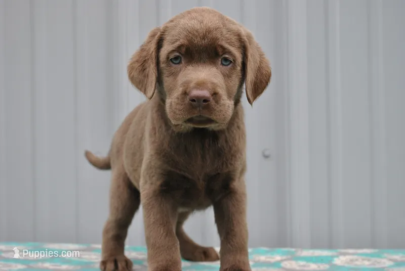 Mocha – Labrador Retriever puppy for sale in Elroy, WI