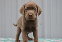 Mocha, a female Labrador Retriever for sale in Elroy, WI – 1 of 6