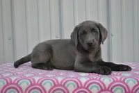 Jasmine, a female Labrador Retriever for sale in Elroy, WI – 4 of 6