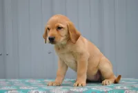 Carmen, a female Labrador Retriever for sale in Elroy, WI – 3 of 6