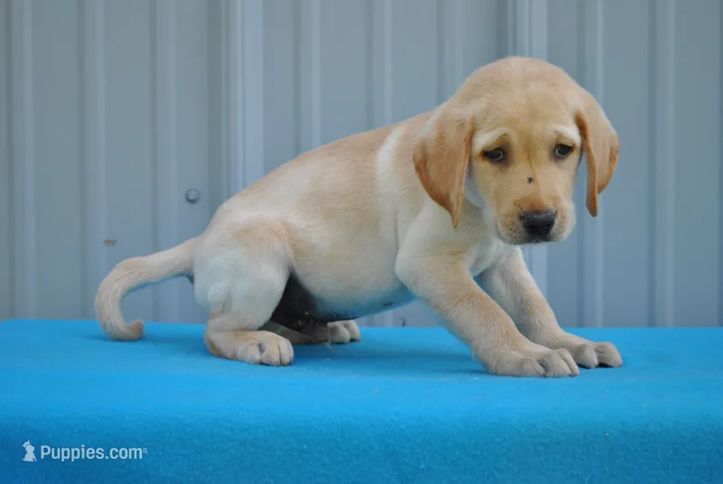 Spot – Labrador Retriever puppy for sale in Elroy, WI