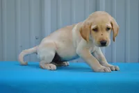 Spot, a male Labrador Retriever for sale in Elroy, WI – 1 of 6