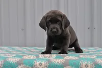 Jasper, a female Labrador Retriever for sale in Elroy, WI – 3 of 6
