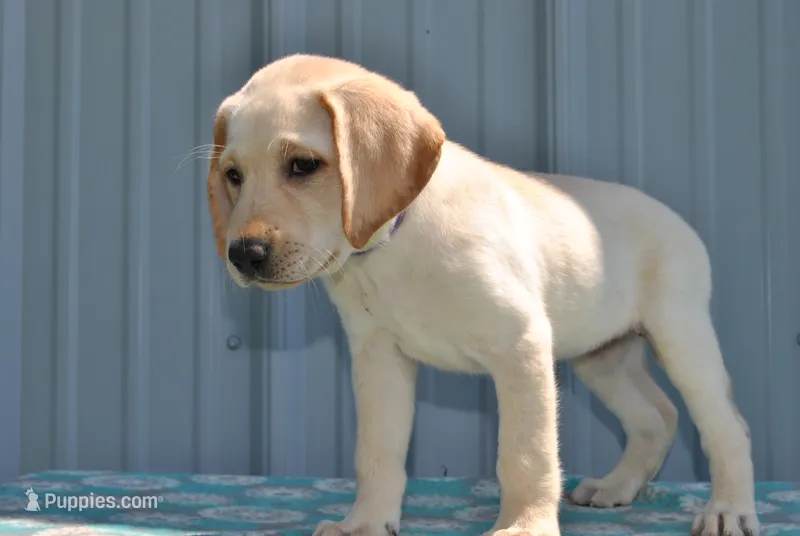 Skylar – Labrador Retriever puppy for sale in Elroy, WI