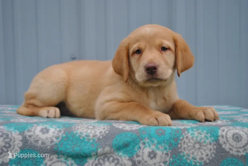 Kimber – Labrador Retriever puppy for sale in Elroy, WI