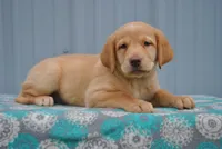 Kimber, a female Labrador Retriever for sale in Elroy, WI – 1 of 6